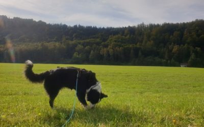 Neue Studie: Hunde sehen Gerüche!?