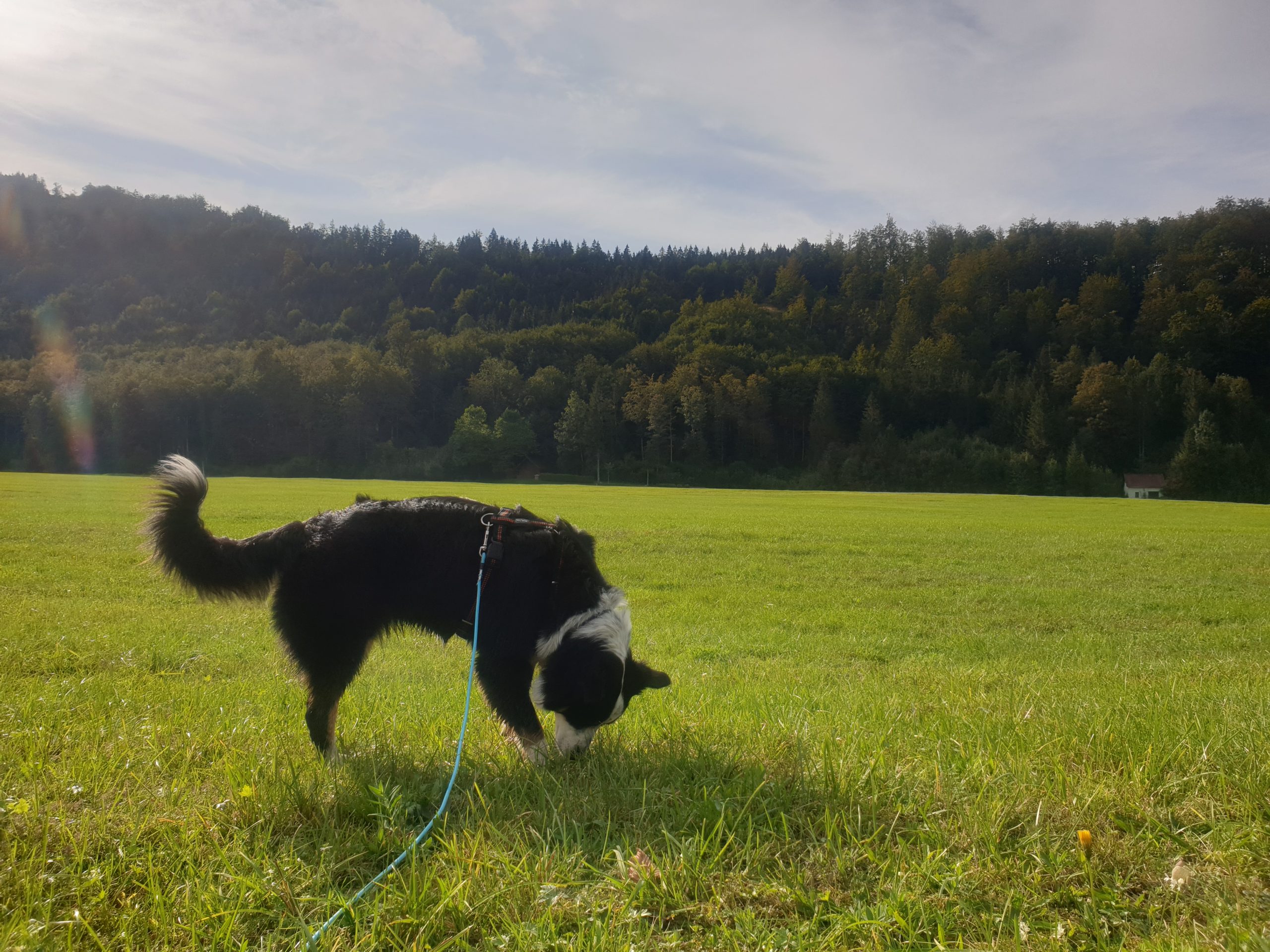 20200919_162533 Hund riecht