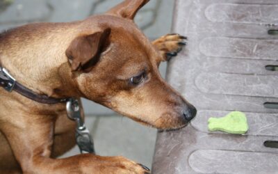 Leckerli-Suchspiel für Hunde – vom Futter zur Verbindung