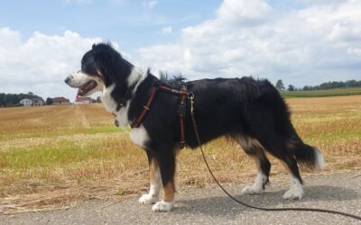 Die perfekte Hundeausstattung für den täglichen Spaziergang