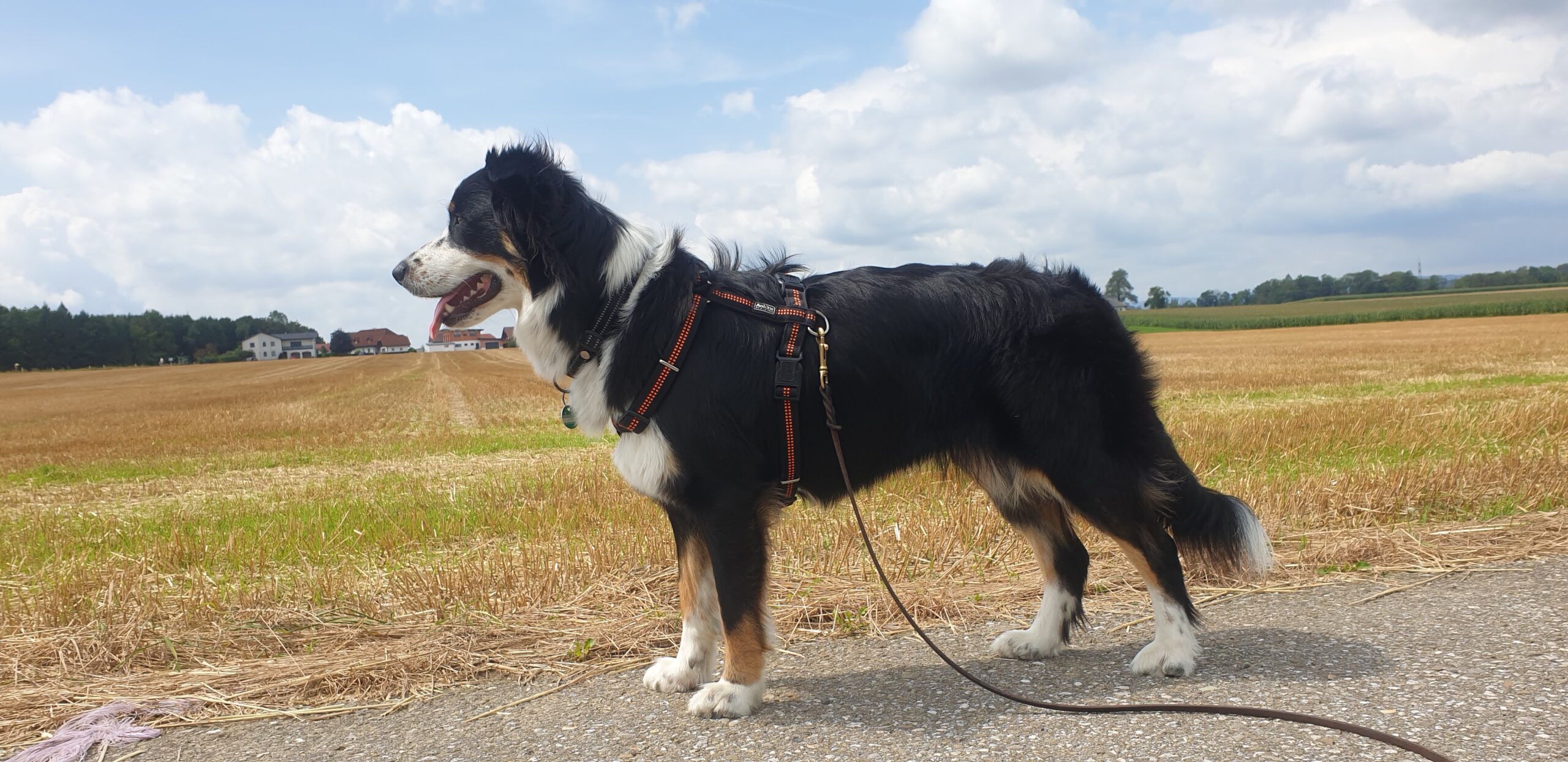 Hund mit Leine und Geschirr