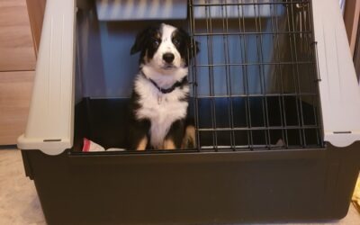 Boxentraining – ein guter Trainingstipp oder Tierquälerei?