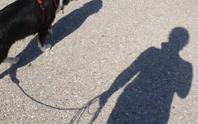 Kommunikation vs. Konditionierung – warum echtes Verstehen mehr bewirkt