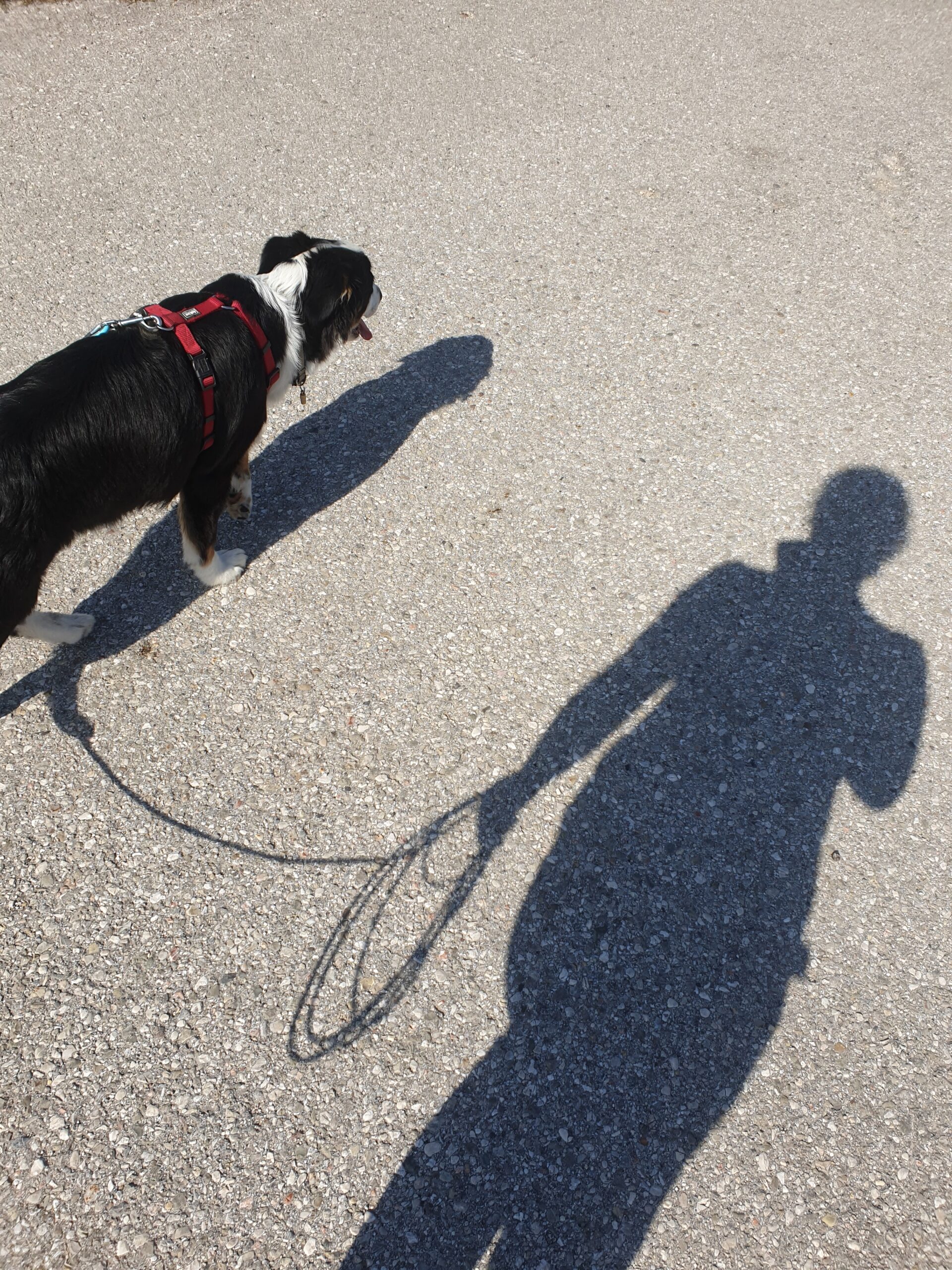 20190919_110122 Hund Mensch Kommunikation