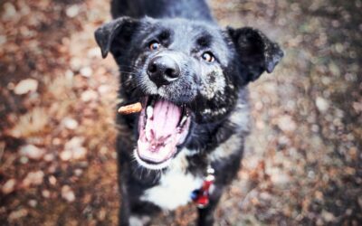 Hundetraining ohne Leckerli – warum Kommunikation mehr bewirkt