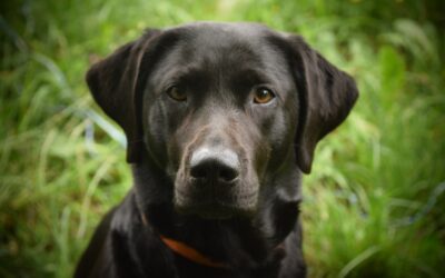 Darf ich mit meinem Hund sprechen?