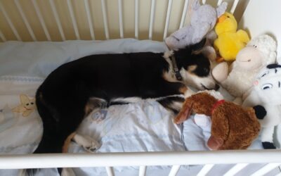 Mein Hund, mein Kind? Was eine neue Studie über unsere Bindung verrät – und was sie verschweigt