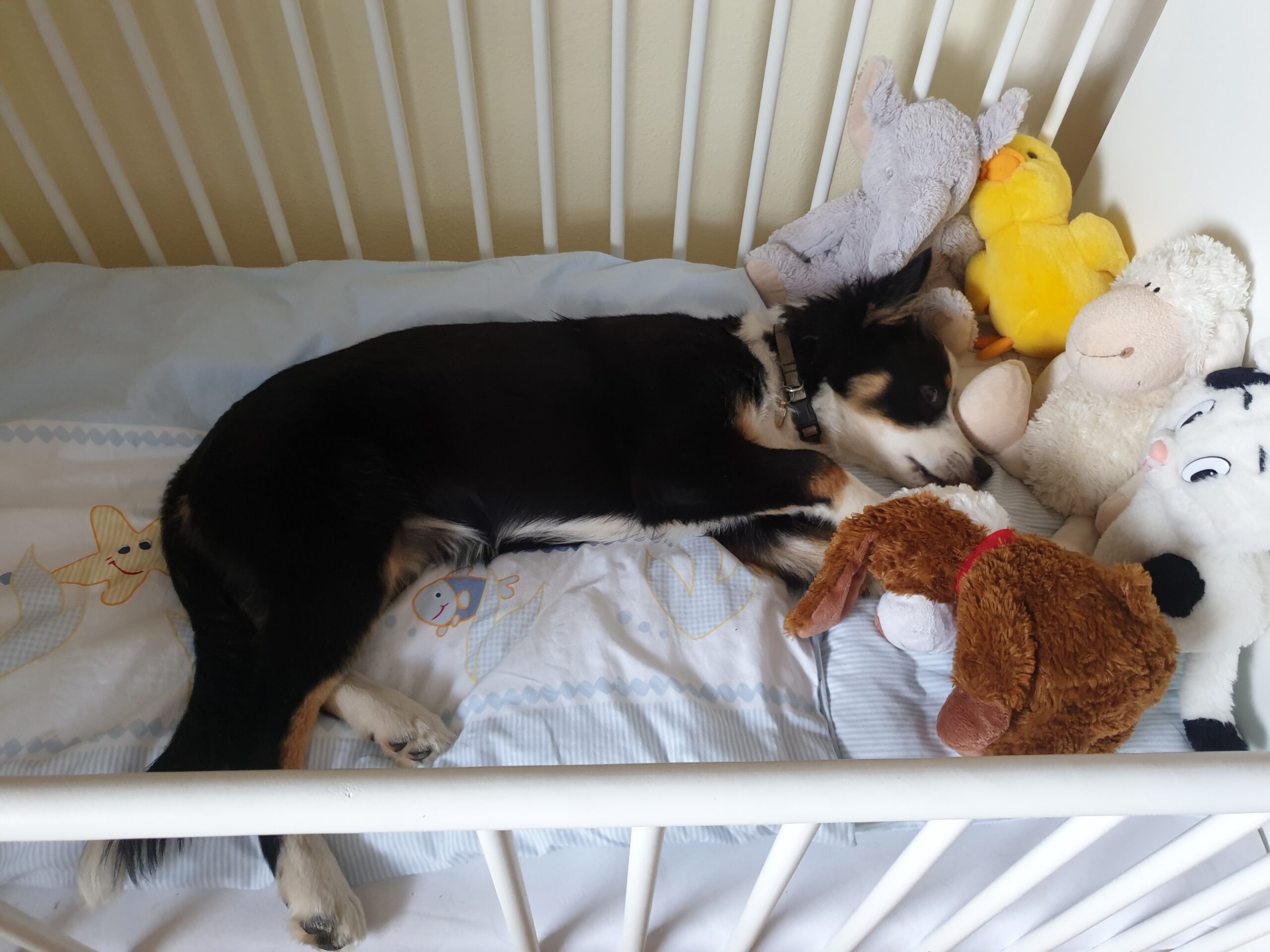 Mein Hund ist mein Kind. Hund im Gitterbett.