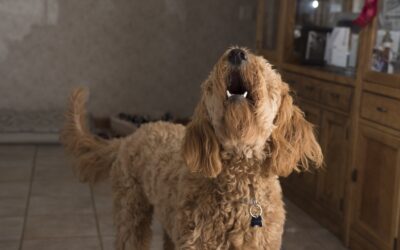 Warum schnelle Hundetraining Tipps oft scheitern