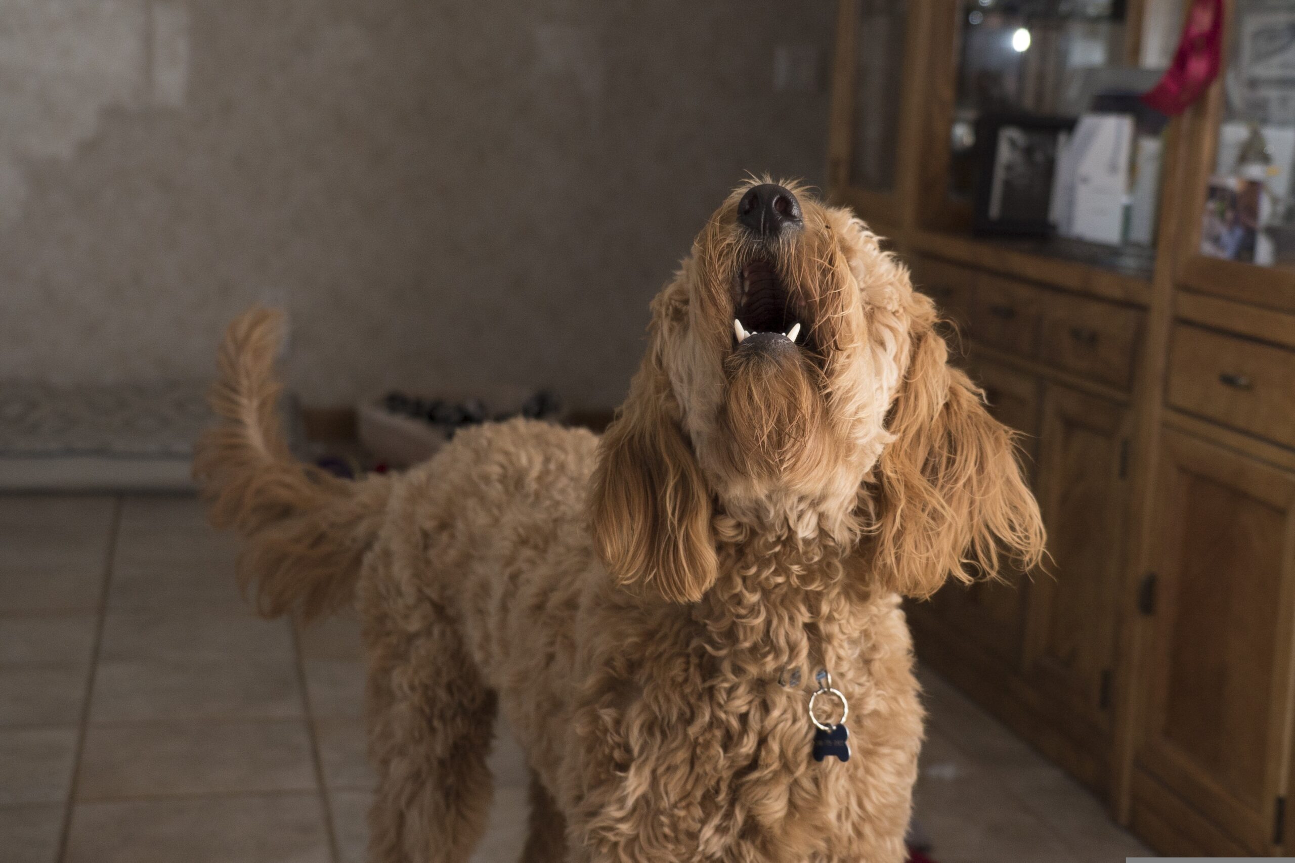 Hundetraining Tipps