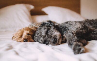 Hund im Bett? Warum das Schlafzimmer der Spiegel eures echten Dialogs ist