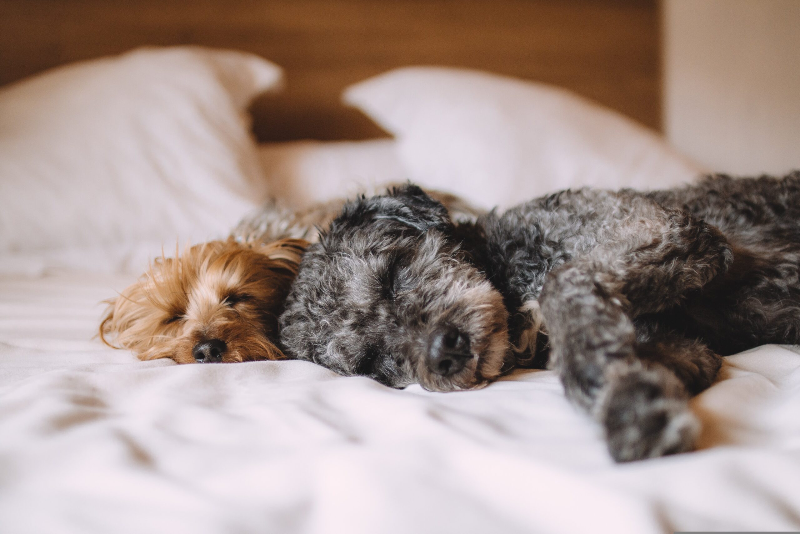 Zwei Hunde schlafen entspannt gemeinsam im Bett und zeigen das evolutionäre Kontaktliegen für mehr Bindungssicherheit.