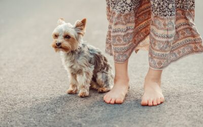 Warum läuft mir mein Hund auf Schritt und Tritt nach? Die verhaltensbiologische Wahrheit über Nähe und Missverständnisse.