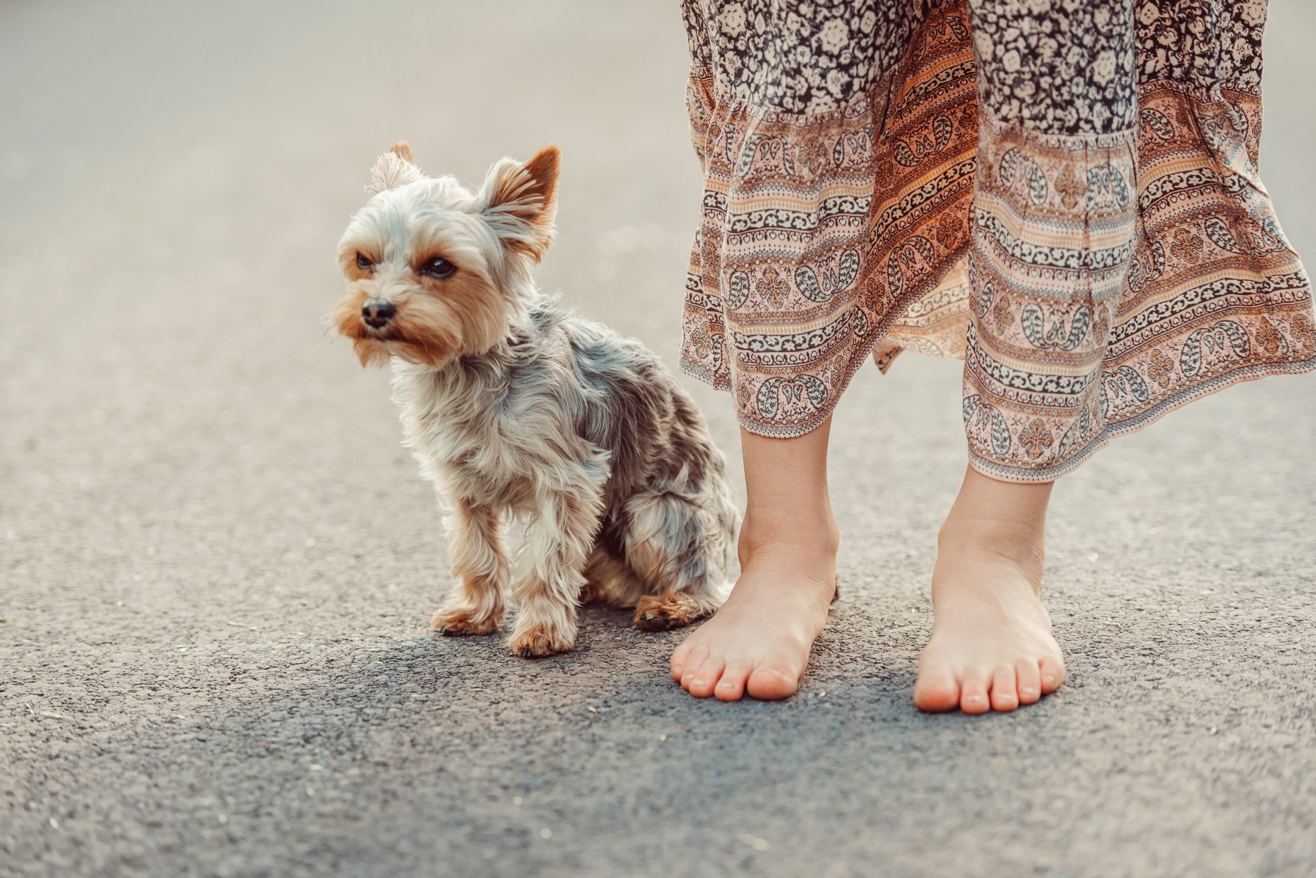 pezibear-dog-7265934 Ein kleiner Yorkshire Terrier folgt seinem Menschen auf Schritt und Tritt durch die Wohnung. Die Frau fragt sich: "Warum läuft mir mein Hund auf Schritt und Tritt nach"
