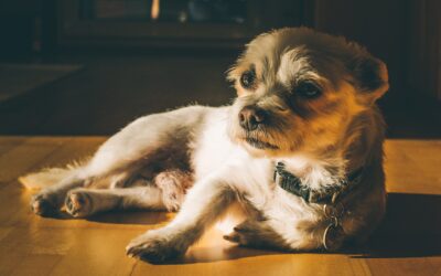 Warum beobachtet mich mein Hund zuhause ständig?