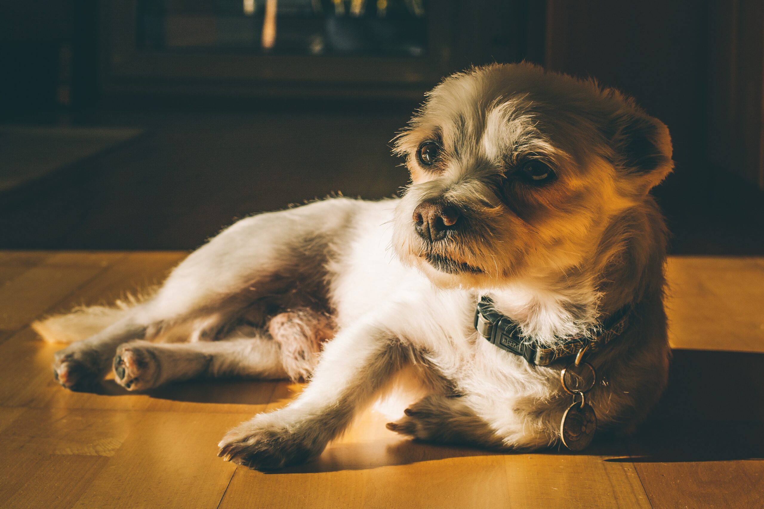pezibear-dog-7630532 Warum beobachtet mich mein Hund zuhause ständig?