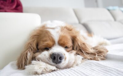 Der Schlaf-Mythos beim Hund: Warum 20 Stunden erzwungene Ruhe biologisch ungesund sind